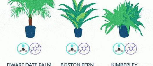 house plants to beat pollution